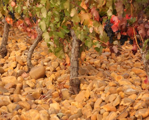 Bodegas Pardevalles - 6
