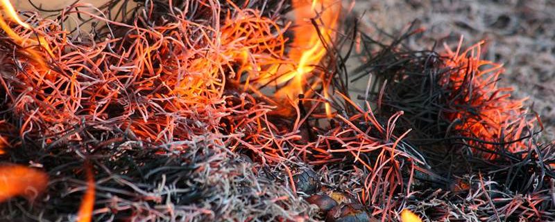 Hablando de Magostos - Artesa Gourmet