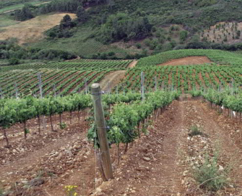 Bodegas Estefanía Tilenus 2018 - 3