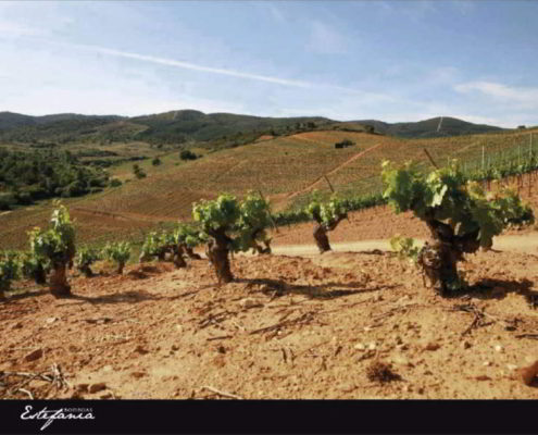 Bodegas Estefanía Tilenus 2018 - 4