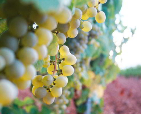 Bodega Palomares - 7