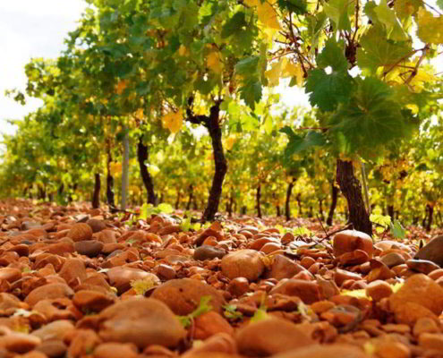 Bodega Palomares - 9