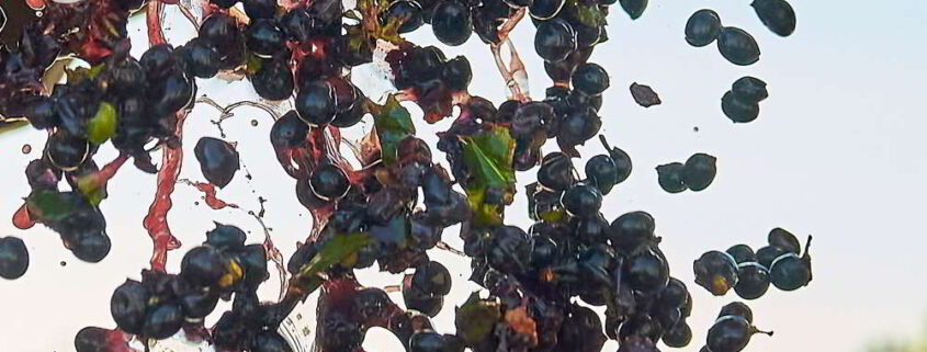 Uvas y mosto vendimia Pardevalles